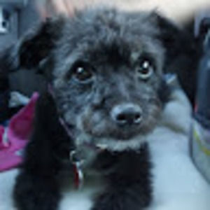 Meet your Posher, Allison